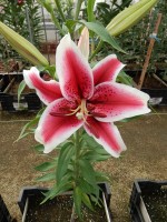 [4364 Special News GA No02.JPG]